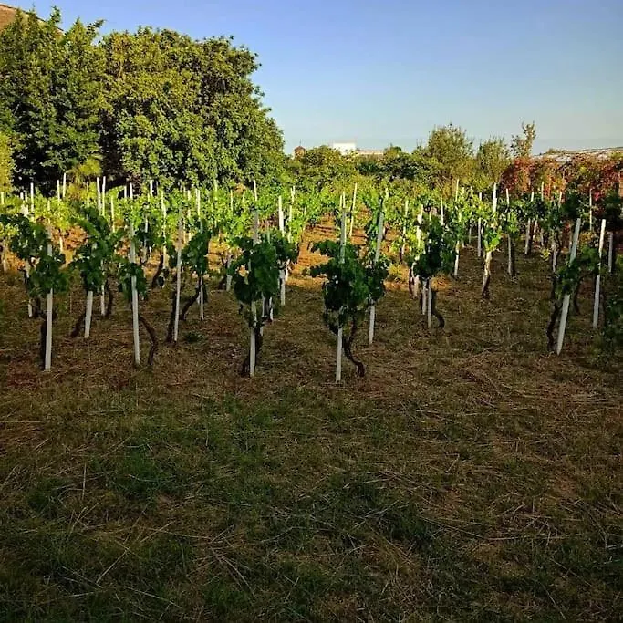 Antico Casale Merlot - Ten Beds Mascalucia Villa